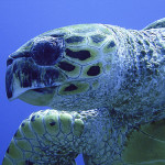 ras mohamed-sharm
