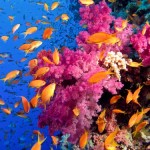 red_sea_1