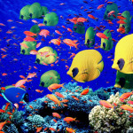 red_sea_3