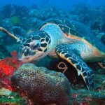 red_sea_4
