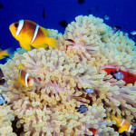 red_sea_5
